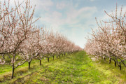 Niagara's Spring Photograph by Marilyn Cornwell