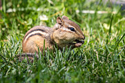 Nom Nom Nom Chipmunk Photograph by Dawna Moore Photography