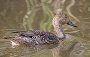 Northern Pintail Photograph by Carl Olsen