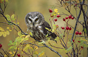 Northern Saw Whet Owl Perching Photograph by Tim Fitzharris Northern Saw Whet Owl Perching Photograph by Tim Fitzharris