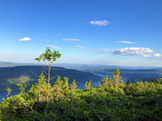 Norway Norefjell green trees and blue sky Photograph by Matthias Hauser