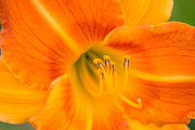 Nothing Rhymes with Orange Photograph by Ana V Ramirez
