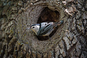 Nuthatch at Nest Entrance Photograph by Jeff Phillippi Nuthatch at Nest Entrance Photograph by Jeff Phillippi