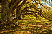 Oak Tree Rip Curl Photograph by Adam Jewell Oak Tree Rip Curl Photograph by Adam Jewell