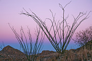 Ocotillo Earth Shadow Photograph by Tom Daniel