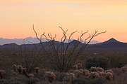 Ocotillo Sunset Photograph by Christy Pooschke Ocotillo Sunset Photograph by Christy Pooschke