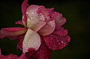October Rose in the Rain Photograph by Richard Cummings