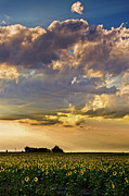 Of Skies And Sunflowers Photograph by John De Bord