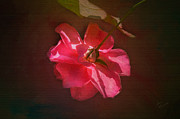 Old Fashioned Rose Photograph by Diane Macdonald