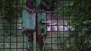 Old, locked and rusty Photograph by Eva-Maria Di Bella