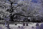 Old oak at Burying point Photograph by Jeff Folger