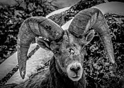 Old Ram Photograph by Jason Brooks Old Ram Photograph by Jason Brooks