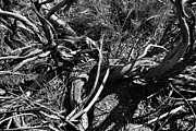 Old Sagebrush Remains Photograph by Ron Cline