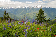 Olympic Mountain Wildflowers Photograph by Brian Harig Olympic Mountain Wildflowers Photograph by Brian Harig