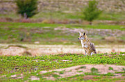 On The Hunt For Food Photograph by John De Bord