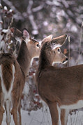 On The Look Out Photograph by Loni Collins