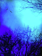 On the Wings of Dawn Photograph by Susan Maxwell Schmidt