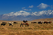 Onaqui Wild Horses Photograph by Greg Norrell