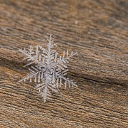 One Snowflake Photograph by Ana V Ramirez
