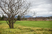One Tree in a Field Photograph by Tom Cochran