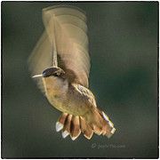 One_wing Photograph by Paul Vitko