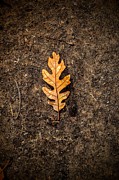 Only Oak Photograph by Michael Brungardt