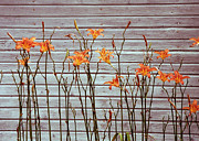 Orange and Grey Photograph by Kenneth Campbell