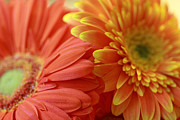 Orange and Yellow Daisies Photograph by Angela Murdock