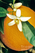 Orange Blossom And Fruit Photograph by Inga Spence