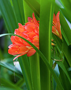 Orange Brilliance Peeking Out Between The Leaves Photograph by Kirt Tisdale