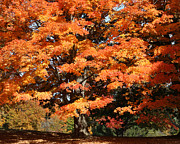 Orange Brilliance Photograph by William Selander