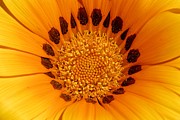Orange Burst - Daisy Photograph by KJ Swan