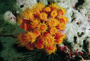 Orange Cup Coral Photograph by Flip Nicklin