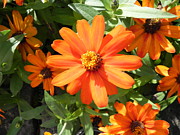 Orange Daisy Photograph by John Parry