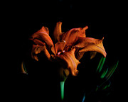 Orange Daylily Flower Photograph by Toni Hopper