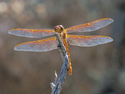 Dragonfly 3 Photograph by Christy Garavetto Dragonfly 3 Photograph by Christy Garavetto