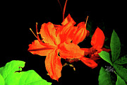 Flame Azalea Photograph by Meta Gatschenberger