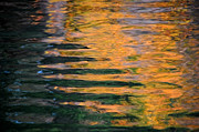 Orange Sherbert Photograph by Donna Blackhall