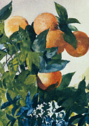 Oranges on a Branch Painting by Winslow Homer