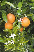 Oranges With Blossoms Photograph by Inga Spence