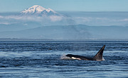 Orca Male With Mt Baker Photograph by Randy Hall