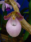 Orchid 1 Photograph by Peggy King