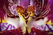 Orchid 4967 Photograph by Damon Clarke