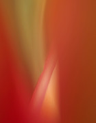 Orchid Abstract Photograph by Bob Cournoyer