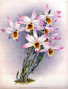 Orchid, Dendrobium Schneiderianum, 1891 Photograph by Biodiversity Heritage Library Orchid, Dendrobium Schneiderianum, 1891 Photograph by Biodiversity Heritage Library
