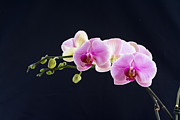 Orchid full stem Photograph by Web Browning