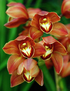 Orchid Quartet Photograph by Cate Franklyn
