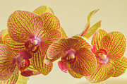 Orchids Photograph by Bob Grabowski