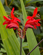 Oregon Flower 1 Photograph by Christy Garavetto Oregon Flower 1 Photograph by Christy Garavetto