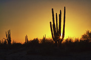 Organ Pipe cactus Photograph by Tatiana Travelways